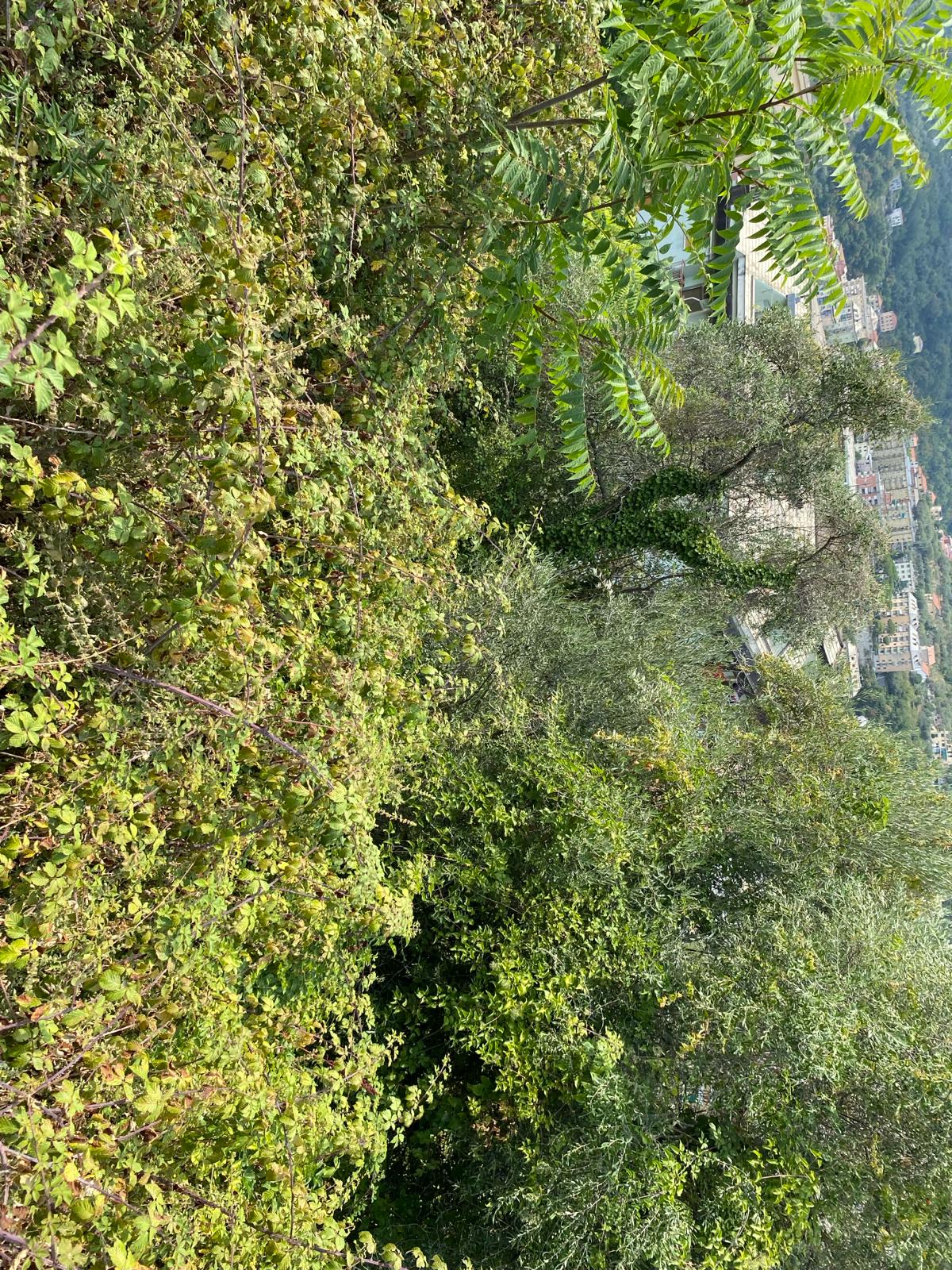 Immobiliare Del Guasta MOLASSANA - VIA LUIGI BAILO TERRENO EDIFICABILE MQ. 3600