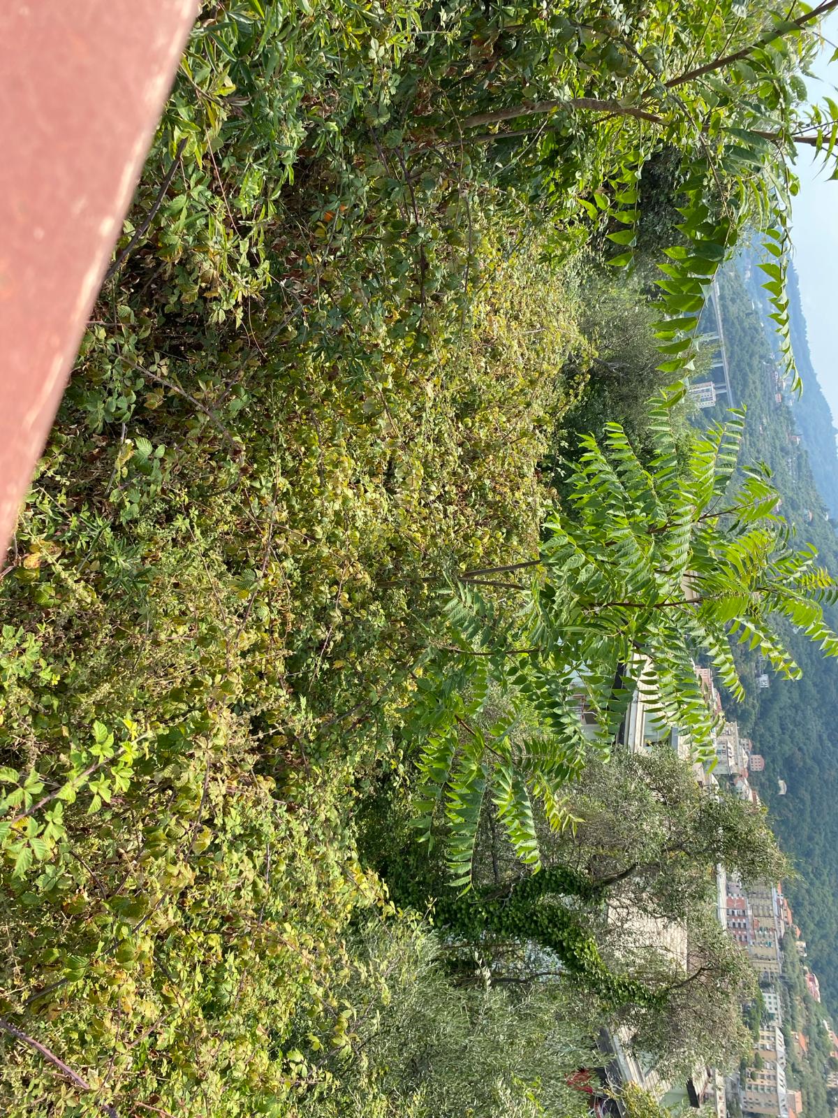Immobiliare Del Guasta MOLASSANA - VIA LUIGI BAILO TERRENO EDIFICABILE MQ. 3600