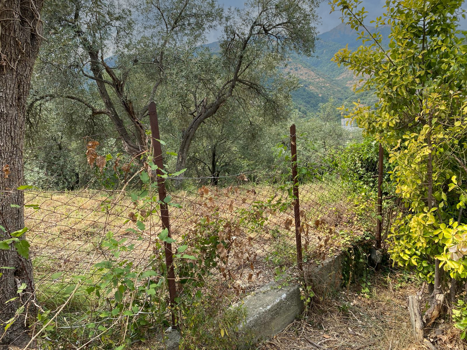 Immobiliare Del Guasta MOLASSANA - VIA LUIGI BAILO TERRENO EDIFICABILE MQ. 3600