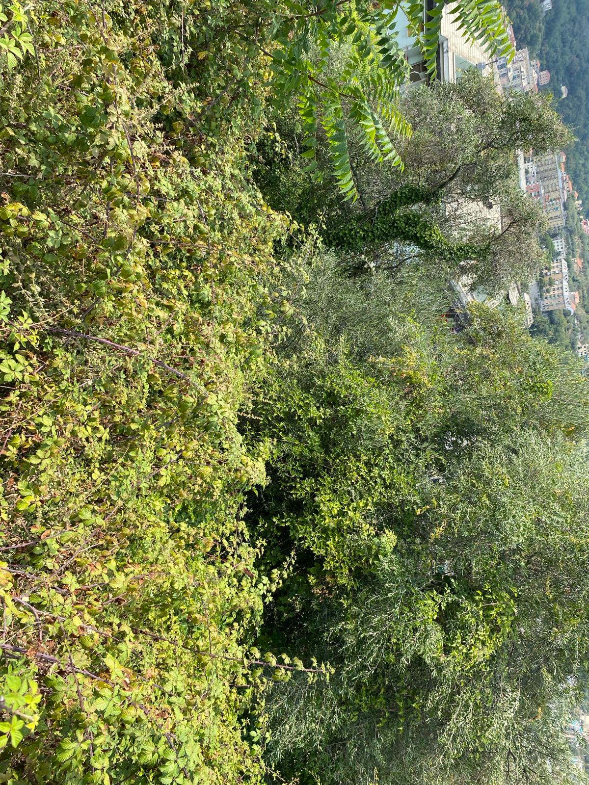 Immobiliare Del Guasta MOLASSANA - VIA LUIGI BAILO TERRENO EDIFICABILE MQ. 3600